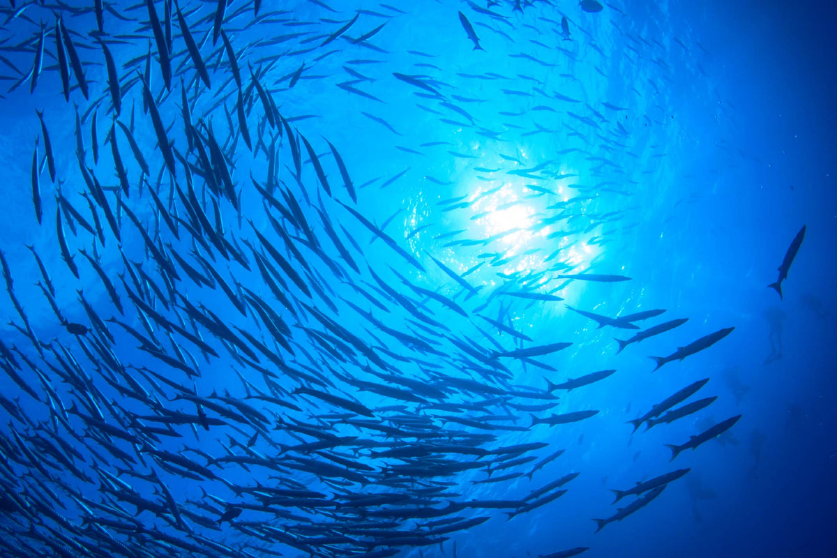 Underwater School of Fish